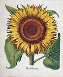 400 Jahre Hortus Eystettensis 400 Jahre Hortus Eystettensis