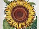400 Jahre Hortus Eystettensis 400 Jahre Hortus Eystettensis