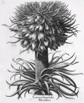 Pflanzenabbbilung aus Basilius Beslers "Hortus Eystettensis" von 1713