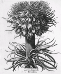 Augsburger Pflanzenbücher_Ausstellung 2019 Pflanzenabbbilung aus Basilius Beslers "Hortus Eystettensis" von 1713