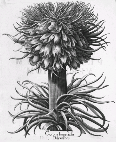Augsburger Pflanzenbücher_Ausstellung 2019 Pflanzenabbbilung aus Basilius Beslers "Hortus Eystettensis" von 1713