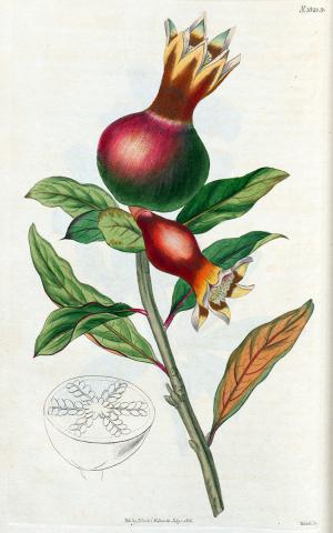 Punica Granatum. Common Pomegranate Tree. Handkolorierter Kupferstich von Edward Smith Weddell Handkolorierter Kupferstich von Edward Smith Weddell