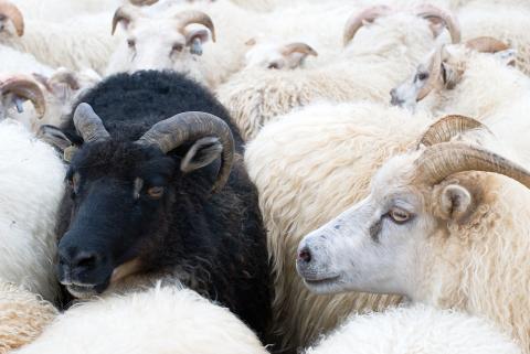 Schwarzes Schaf in einer Herde