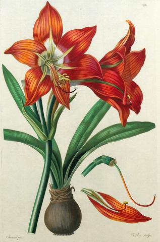 Handkolorierter Kupferstich aus dem „Thesaurus botanicus“ von Leopold Trattinnick Handkolorierter Kupferstich aus dem „Thesaurus botanicus“ von Leopold Trattinnick