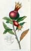 Handkolorierter Kupferstich von Edward Smith Weddell