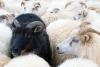 Schwarzes Schaf in einer Herde