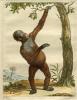 Darstellung eines Orang Utans vor einem Baum 
